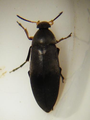 Réf. 255 695 : Anaspis frontalis